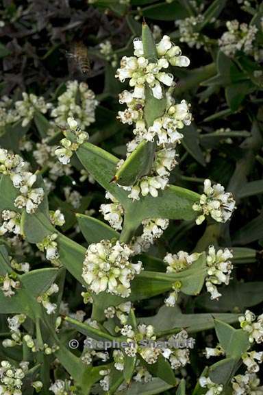 colletia paradoxa 2 graphic